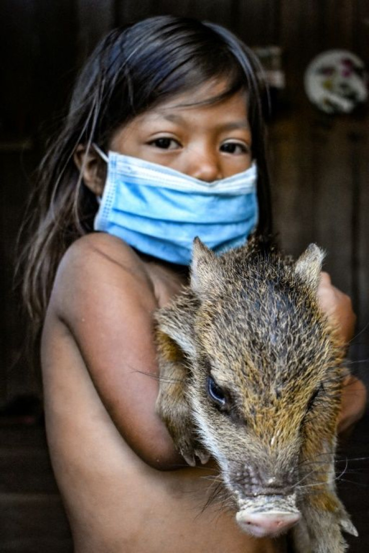 A Ticuna girl holding a wild boar in the village of El Progreso, Colombia