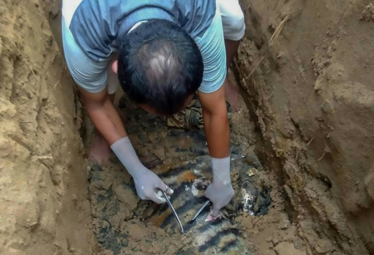 An official takes a sample from the carcass of a male Sumatran tiger found buried at the Batang Gadis national park