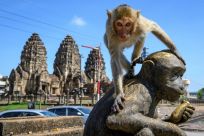 A sterilisation campaign is being waged against the monkeys in the Thai city of Lopburi