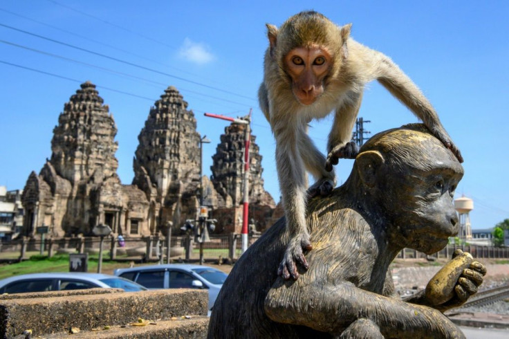 A sterilisation campaign is being waged against the monkeys in the Thai city of Lopburi