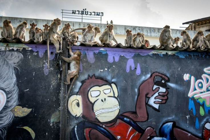 Footage of hundreds of monkeys brawling over food in the Thai city of Lopburi went viral on social media in March