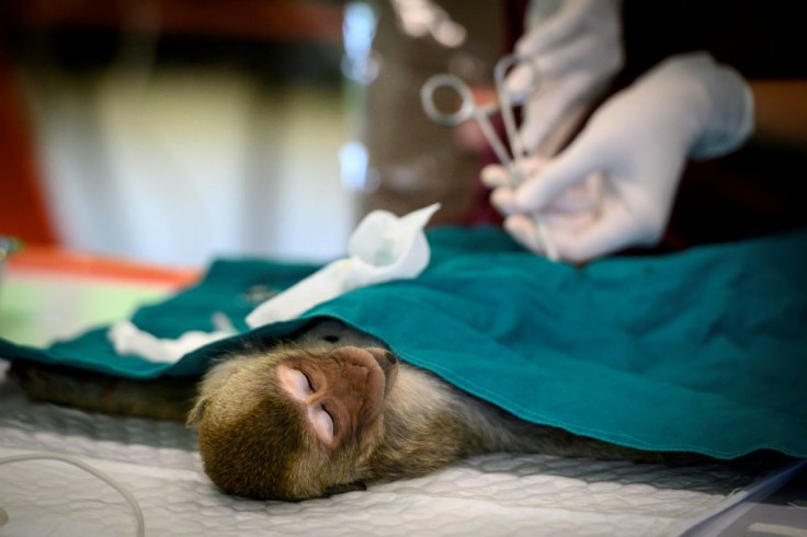 The number of monkeys in the Thai city of Lopburi has doubled in three years to 6,000