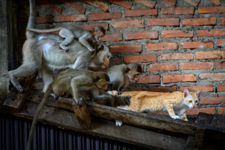 Macaques pull the tail of a cat in an abandoned building in Lopburi city which is overrun by monkeys