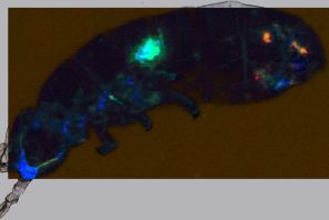 Scientists focused on collembolan Cryptopygus antarcticus -- small organisms commonly known as springtails