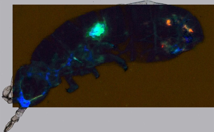 Scientists focused on collembolan Cryptopygus antarcticus -- small organisms commonly known as springtails