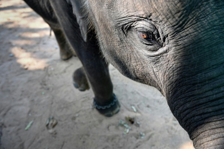 Around 3,000 domesticated pachyderms work in Thailand's massive tourism sector, used for rides and performing tricks for travellers eager for a once-in-a-lifetime experience with the beasts