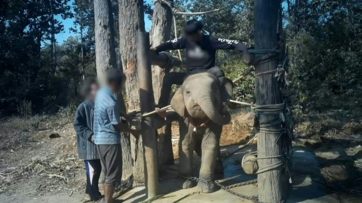 Footage of a distressed baby elephant jabbed by bullhooks at a Thai camp to tame it before joining the tourist industry has been released by conservationists in an appeal to end the practice. +CONTENT WARNING: ANIMAL CRUELTY+