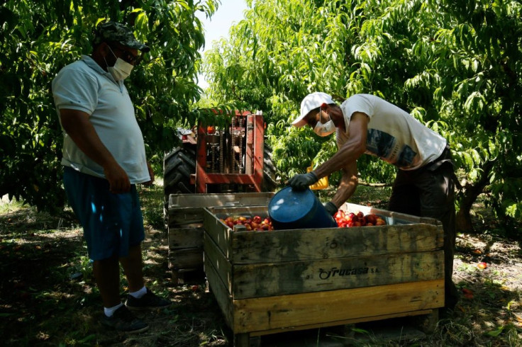 Many workers sleep rough when they come for the harvest season