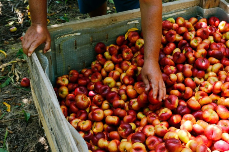 Eighty percent of the fruit from the Fraga region is earmarked for export with a market value of 60 million euros