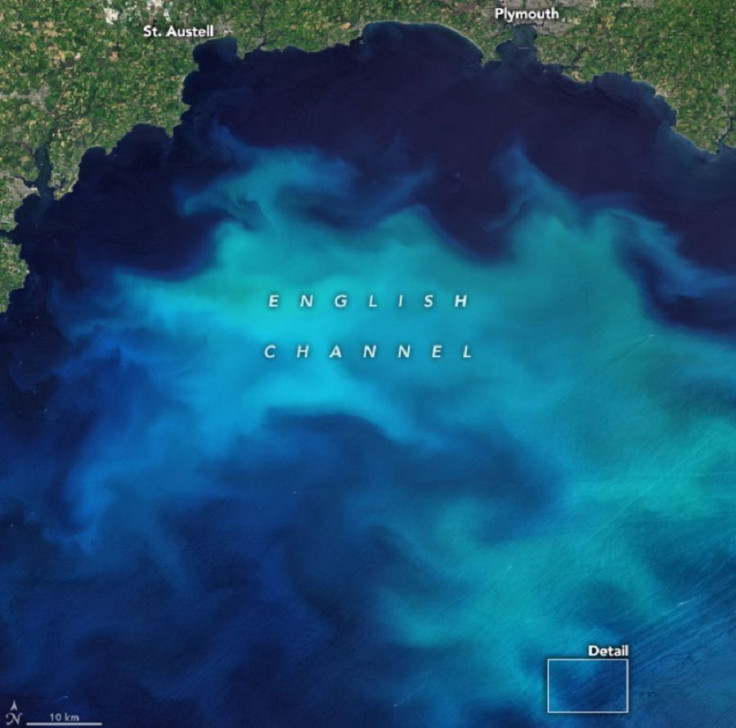 Phytoplankton Bloom