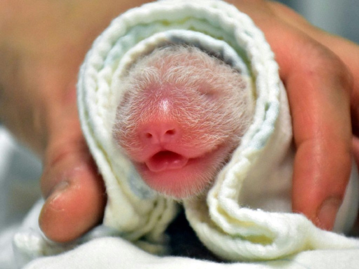 The unnamed cub was born on Sunday, the zoo said