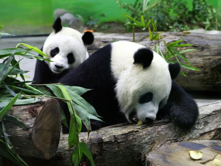 Yuan Yuan and Tuan Tuan arrived in Taiwan in 2008