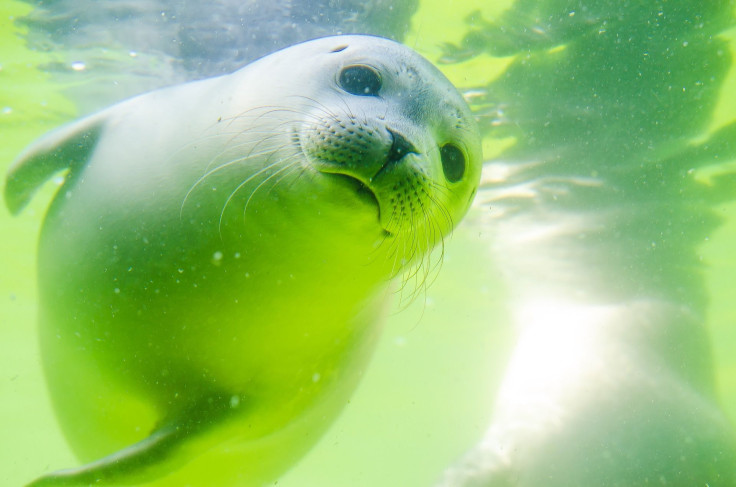 neglected seal covered in seaweed sparked outrage