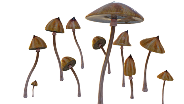 mushrooms-4942435_640