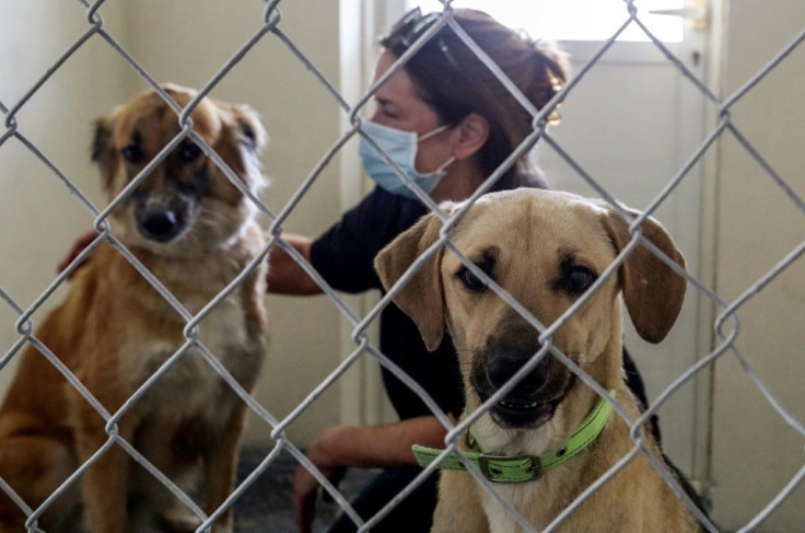 There are no statistics on stray animals in Qatar, but Paws estimates they number in the tens of thousands