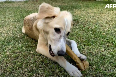 Stray dog Izzy was found in a stretch of barren wasteland in Qatar, so emaciated she could barely stand. She is one of many thousands of stray and abandoned animals who roam the scorched streets of the wealthy Gulf nation, struggling to survive. While she