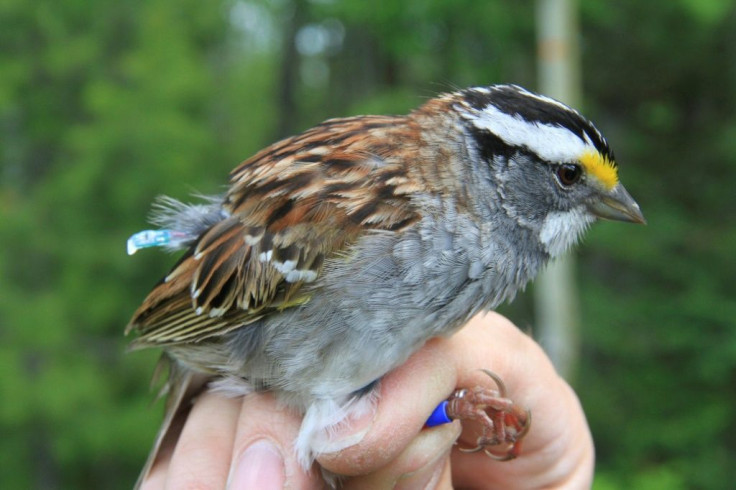 The white-throated sparrow of North America, whose singing preferences are the subject of a new study