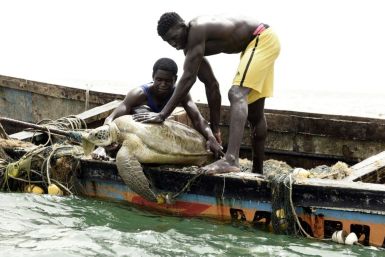 Senegalese fishermen rescue a sea turtle from their nets and return it to the sea