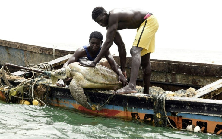 Senegalese fishermen rescue a sea turtle from their nets and return it to the sea