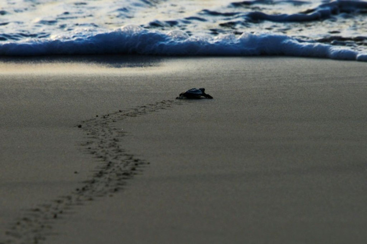 Baby sea turtles are their most vulnerable when they first hatch and make the run for the sea