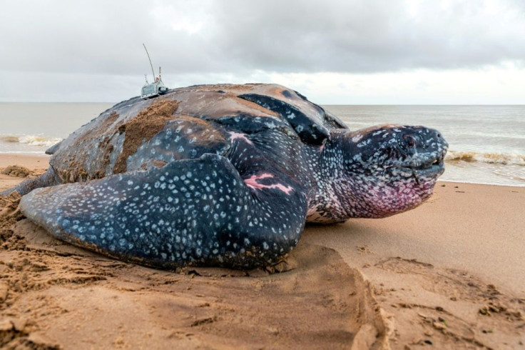 Leatherback sea turtles can weigh up to 600 kilogrammes