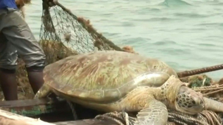 In a classic case of "poacher turning gamekeeper", the fishermen of Senegal have joined forces to protect one of the ocean's most endangered species: the sea turtle.