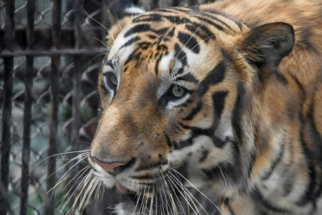 A tiger is pictured at a zoo in India in April 2020