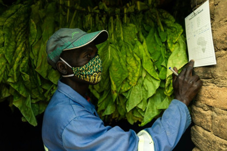 Tobacco is the second biggest foreign currency earner in Zimbabwe after gold