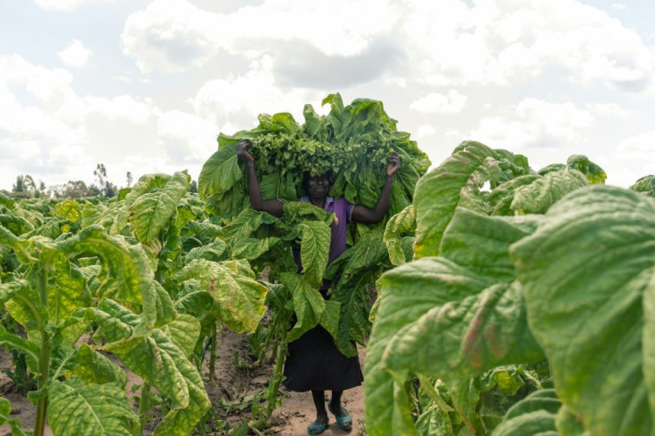 Zimbabwe is the world's sixth largest tobacco producer with more than 252 million kilos last year