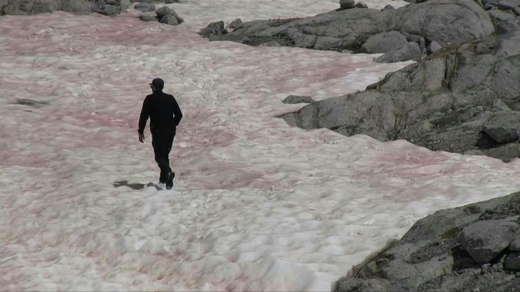 In a first for Italy, pink snow is observed on parts of the Presena glacier, in the north of the country. The phenomenon is caused by algae that develops when snow melts, simultaneously colouring the ice a darker colour. In a vicious circle, the algae in 