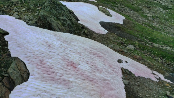 The plant, known asÂ Ancylonema nordenskioeldii, is present in Greenland's so-called Dark Zone, where the ice is also melting