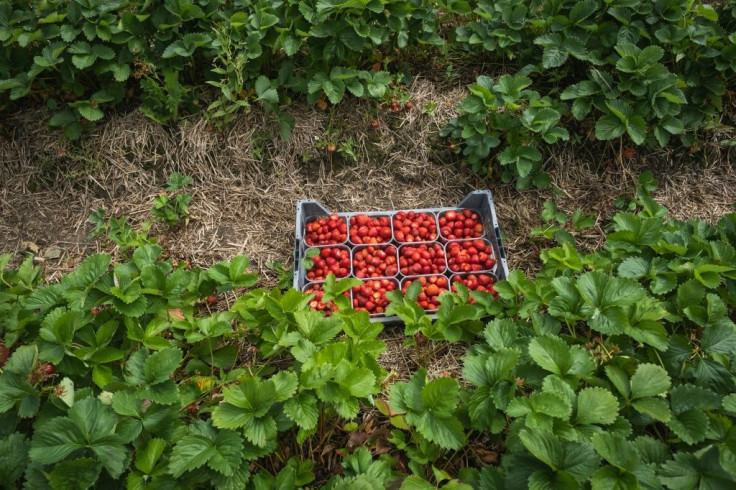 While domestic workers are rescuing the strawberry harvest Finland is now urging locals to come and pick bilberries usually picked by Thai seasonal workers