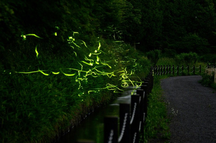 A long exposure captures fireflies at Tatsuno Hotarudoyo Park in Nagano Prefecture, Japan