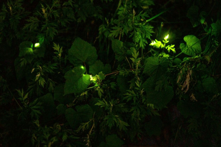 The natural firefly spectacle lasts just 10 days in early summer, and is the final chapter of the insect's life