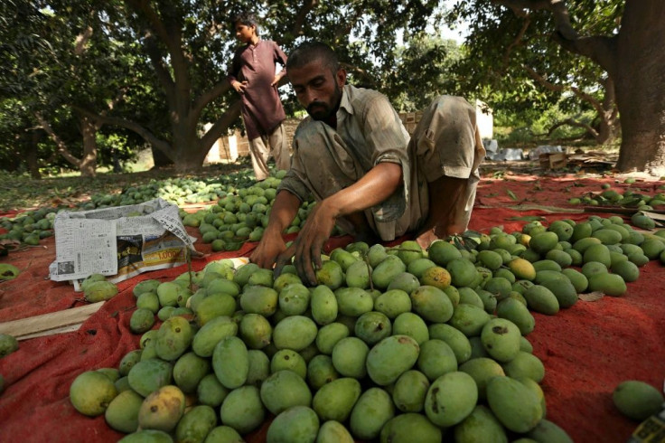 A labourer sorts mangoes before packing them into boxes at a farm in Multan, Pakistan