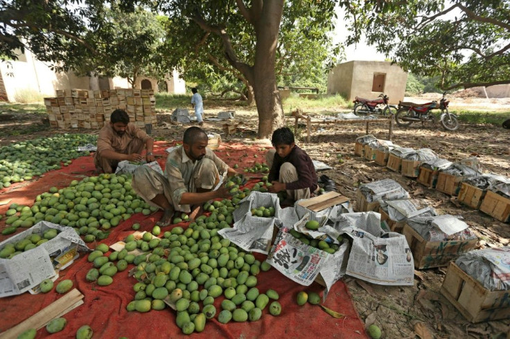 Pakistan was the sixth-largest exporter of mangoes in the world last year