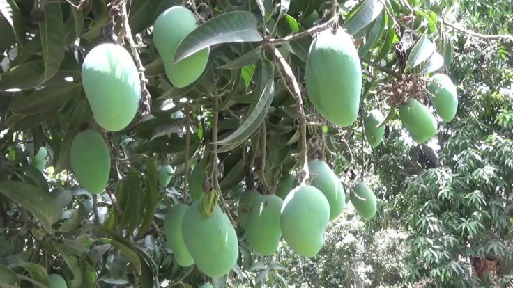 Dwindling harvests, drooping demand and export woes tied to the coronavirus pandemic are biting into Pakistan's mango industry, with producers of the prized fruit battling to weather a disastrous season.