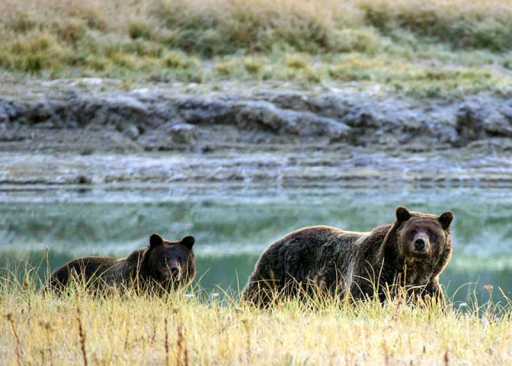 Grizzly bears once flourished across the West's wilderness, but only around 1,500 survive today in the 48 lower US states
