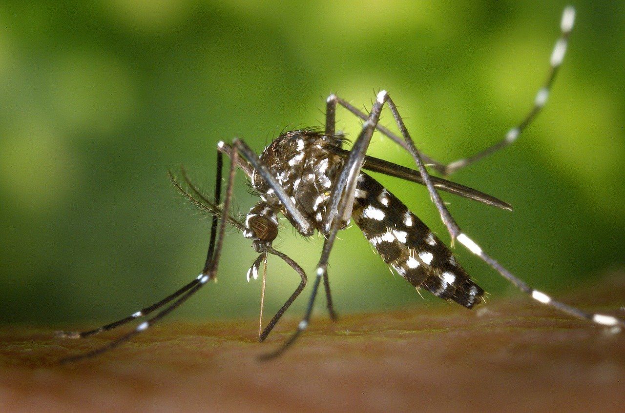 Florida Reports 11th Dengue Case Even As State Sees A COVID-19 ...