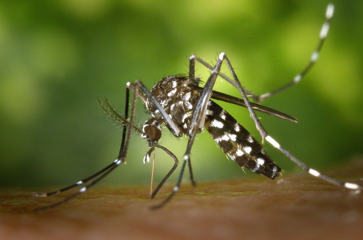 Dengue fever arrives in coronavirus-stricken Florida