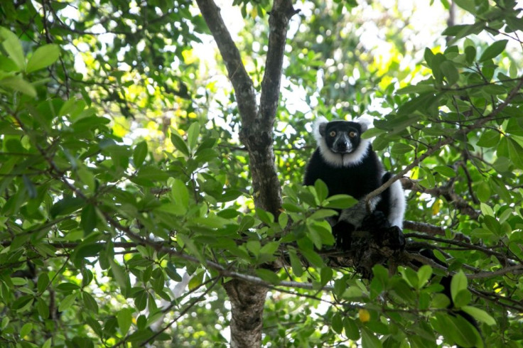 Lemurs are hunted for food and the illegal pet trade, while their forests are destroyed