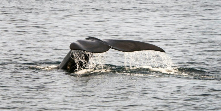 Vessel strikes, getting caught in fishing equipment and a low birthrate have all contributed to the decline of the North Atlantic Right Whale