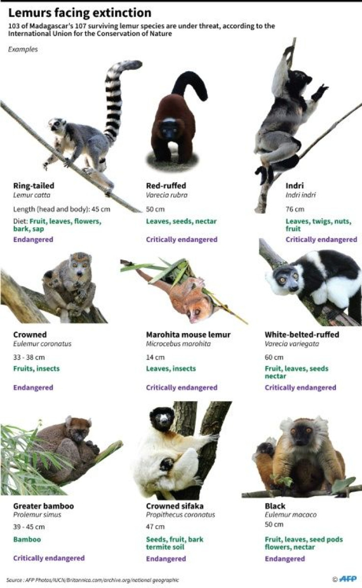 Factfile on Lemurs. Out of a total of 107 remaining lemur species and subspecies, 103 are under threat, according to the IUCN's new Red List published July 9.