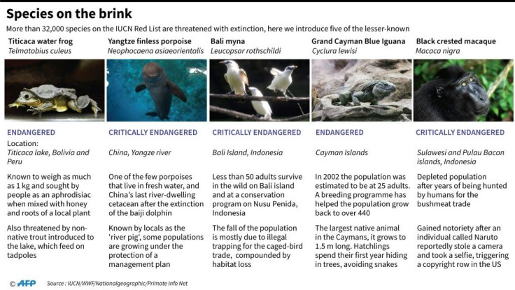 Graphic introducing some of the lesser-known endangered species, as the UN issued stark warnings this week on the state of our planet.