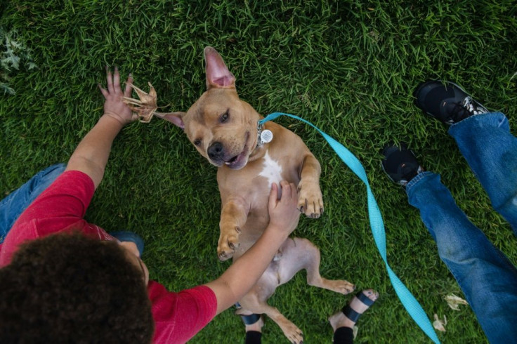 Dogs, humans and in fact all mammals experience the same developmental timeline: birth, infancy, youth, puberty and death