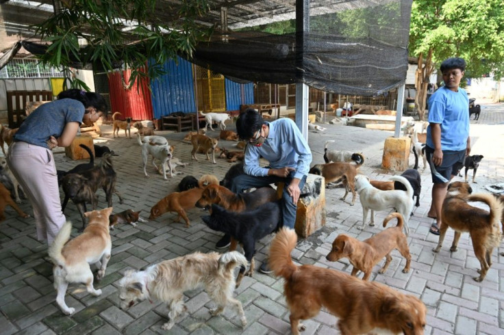 Somali's sprawling Jakarta rescue complex is home to about 1,400 dogs