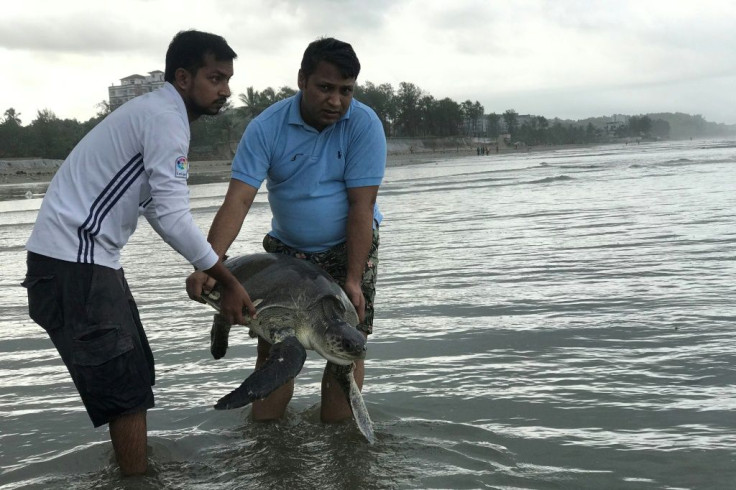 A rescued turtle is released back into the sea at Cox's Bazar. At least 20 were killed and dozens trapped in tonnes of plastic waste washed ashore
