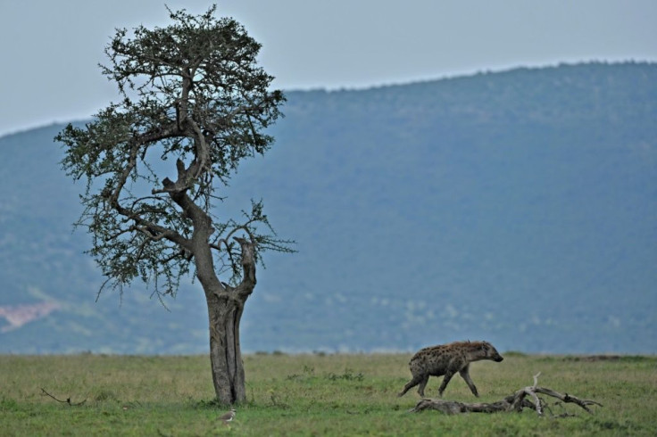 Maasai Mara's entire reserve model is under threat