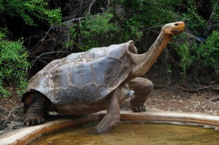A tortoise in the Galapagos National Park, where visitor sites have reopened after the COVID-19 lockdown