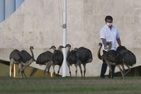 Brazilian President Jair Bolsonaro, who says he is bored staying at home after testing psoitive for COVID-19, feeds emus outside the Alvorada Palace in Brasilia